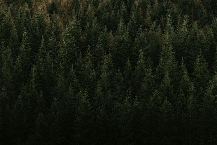  Tên gọi bắt nguồn từ người La Mã. Người La Mã cổ đại gọi khu vực này là “Silva Nigra” – nghĩa là “khu rừng đen” – vì những cánh rừng thông rậm rạp che kín ánh sáng, tạo cảm giác u tối và dày đặc khi nhìn từ xa. Ảnh: Pinterest.