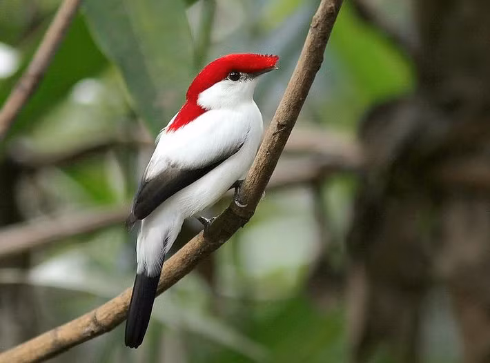  Sống gần các nguồn nước trong rừng khô. Dù phân bố ở vùng bán khô hạn Caatinga, chim di Araripe lại phụ thuộc chặt chẽ vào các dải rừng ẩm nhỏ dọc theo suối và mạch nước ngầm. Sự phụ thuộc này khiến chúng nhạy cảm với việc khai thác nước và phá rừng. Ảnh: Pinterest.