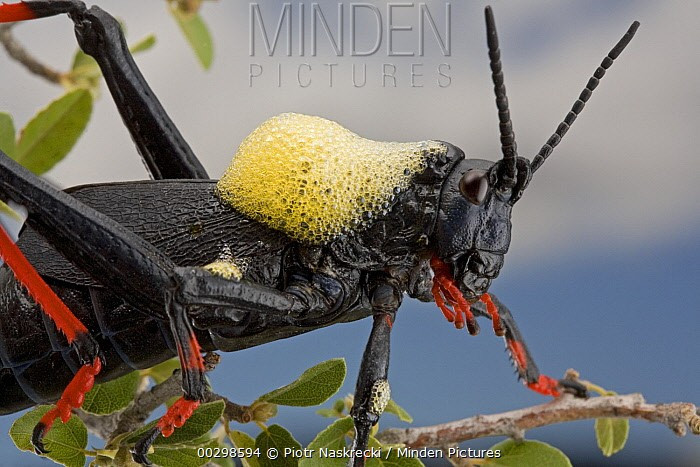  Chúng phun độc khi bị đe dọa. Khi gặp nguy hiểm, loài này có thể tiết ra chất dịch độc dạng bọt để xua đuổi kẻ thù. Ảnh: mindenpictures.com.