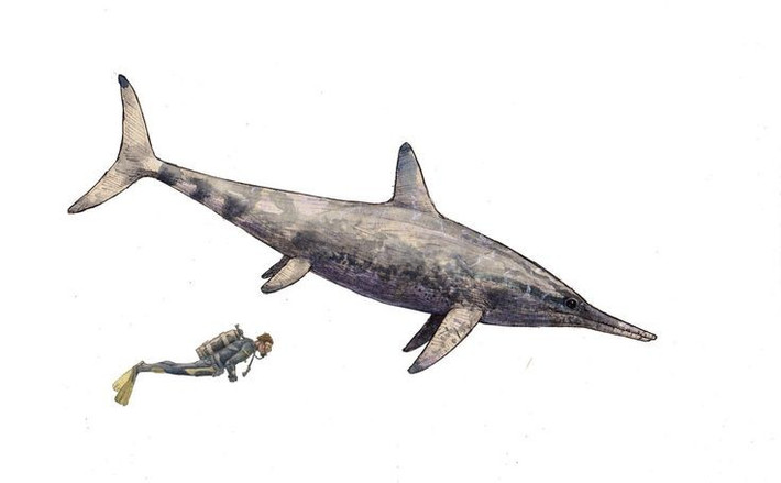  Sống ở vùng biển nông kỷ Jura. Hóa thạch Temnodontosaurus chủ yếu được tìm thấy ở Anh và châu Âu. Ảnh: Pinterest.