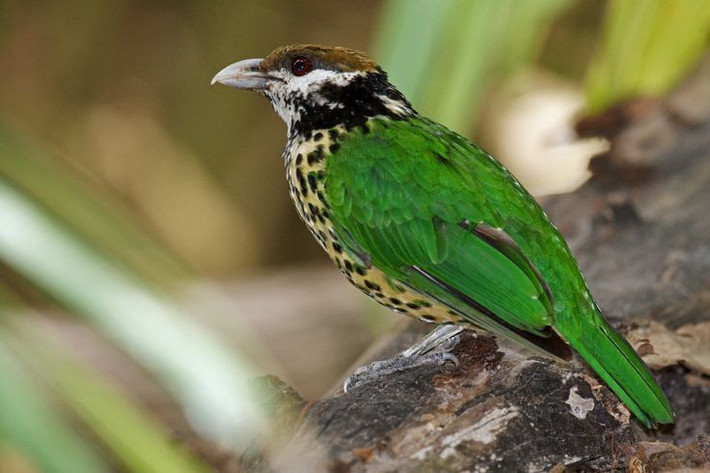  Chúng bay không giỏi nhưng leo trèo rất tốt. Chân khỏe giúp chúng di chuyển qua các tán cây. Ảnh: Pinterest.