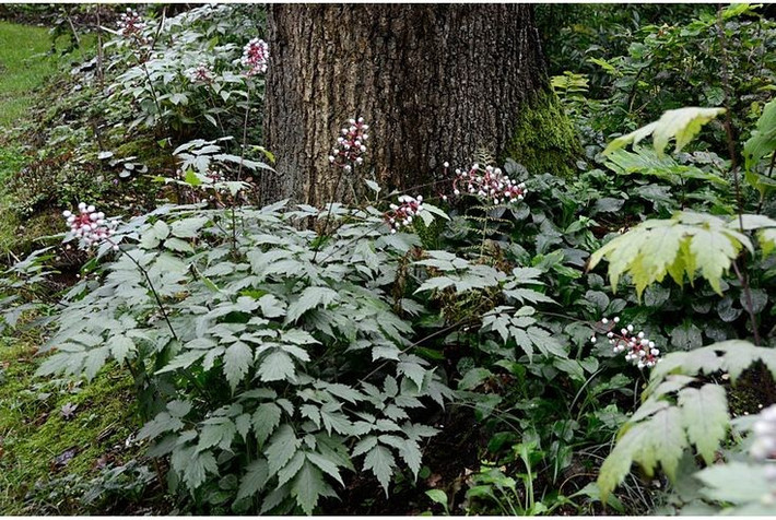  Toàn bộ cây đều có độc. Tất cả các bộ phận của Actaea pachypoda, đặc biệt là quả, đều chứa độc tố có thể ảnh hưởng đến tim nếu ăn phải. Mặc dù hiếm khi gây tử vong cho người lớn, việc nuốt phải vẫn có thể gây buồn nôn và rối loạn nhịp tim. Ảnh: Pinterest.