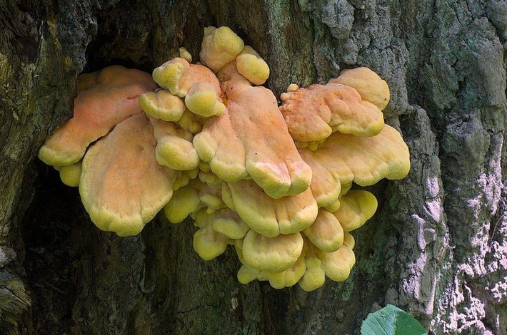  Ăn “như thịt gà”. Tên gọi tiếng Anh của nấm là “chicken of the woods” (gà của rừng) vì khi nấu chín, thịt nấm có thớ dai và hương vị khá giống thịt gà. Đây là một trong những loài nấm dại được người hái nấm ưa chuộng. Ảnh: Pinterest.