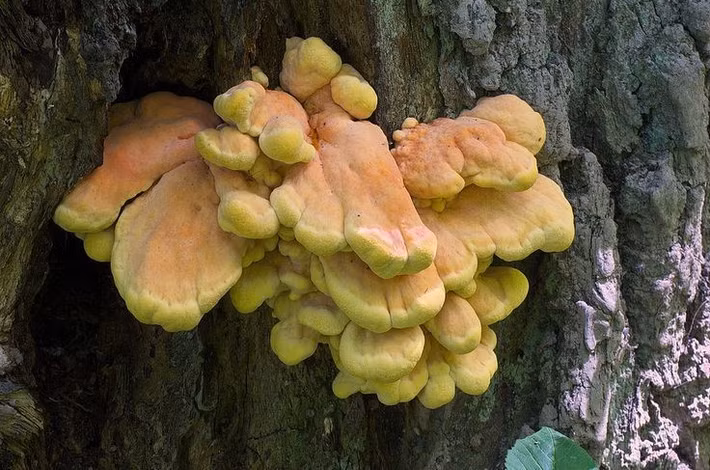  Ăn “như thịt gà”. Tên gọi tiếng Anh của nấm là “chicken of the woods” (gà của rừng) vì khi nấu chín, thịt nấm có thớ dai và hương vị khá giống thịt gà. Đây là một trong những loài nấm dại được người hái nấm ưa chuộng. Ảnh: Pinterest.