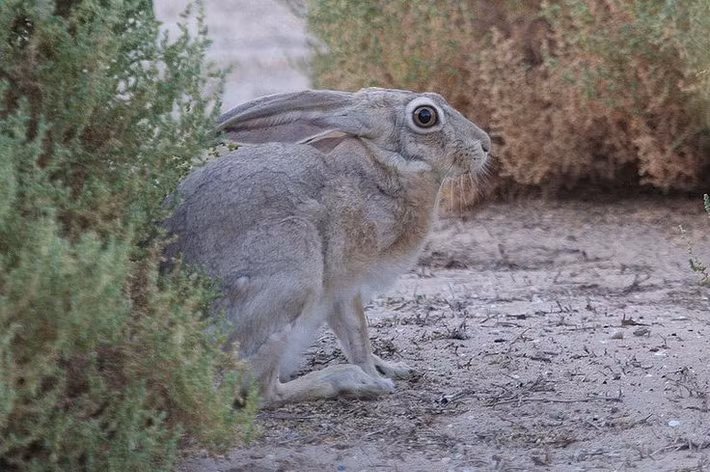  Đóng vai trò sinh thái quan trọng. Thỏ rừng Cape là mắt xích quan trọng trong chuỗi thức ăn, vừa kiểm soát thảm thực vật vừa là nguồn mồi cho nhiều loài ăn thịt. Ảnh: Pinterest.