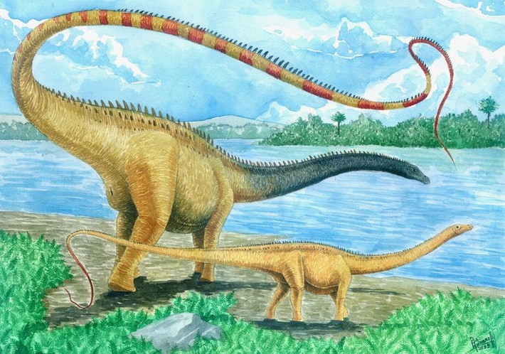  Cơ thể đồ sộ nhưng đầu nhỏ. So với thân hình khổng lồ, hộp sọ của Diplodocus khá nhỏ và nhẹ. Điều này giúp giảm trọng lượng ở đầu cổ dài, tiết kiệm năng lượng khi nâng và di chuyển cổ, đồng thời phản ánh lối sống ăn thực vật không đòi hỏi lực cắn mạnh. Ảnh: Pinterest.