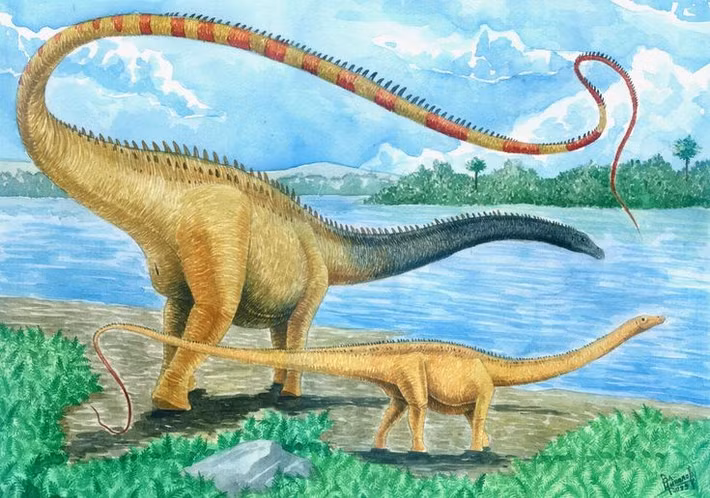  Cơ thể đồ sộ nhưng đầu nhỏ. So với thân hình khổng lồ, hộp sọ của Diplodocus khá nhỏ và nhẹ. Điều này giúp giảm trọng lượng ở đầu cổ dài, tiết kiệm năng lượng khi nâng và di chuyển cổ, đồng thời phản ánh lối sống ăn thực vật không đòi hỏi lực cắn mạnh. Ảnh: Pinterest.