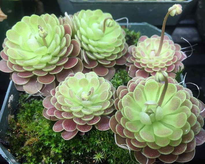  Được yêu thích trong giới sưu tầm thực vật lạ. Vẻ đẹp tao nhã và khả năng kiểm soát ruồi muỗi tự nhiên khiến bẫy mỡ trở thành cây cảnh ăn thịt phổ biến trong các bộ sưu tập sinh học. Ảnh: Pinterest.