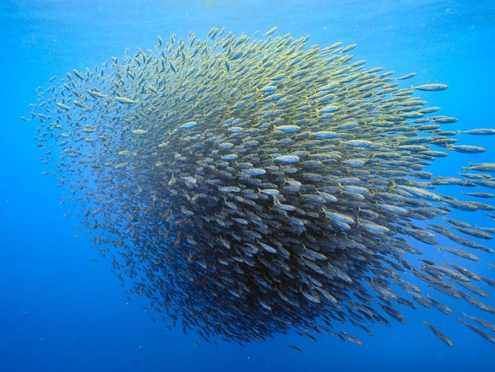  Là phòng thí nghiệm tự nhiên cho nghiên cứu khoa học. Nhờ mức độ nguyên sơ cao và hệ sinh thái đặc biệt, Malpelo trở thành địa điểm lý tưởng cho các nghiên cứu về sinh học biển, biến đổi khí hậu và bảo tồn đại dương. Những dữ liệu thu thập tại đây giúp các nhà khoa học hiểu rõ hơn về động lực sinh thái của các hệ biển nhiệt đới. Ảnh: Pinterest.