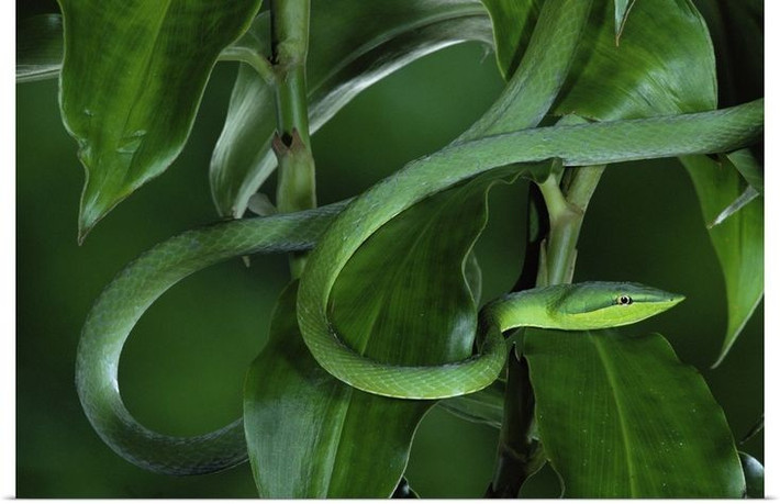  Màu xanh lá cây rực rỡ hiếm thấy. Lớp vảy của rắn dây xanh có màu xanh lục tươi sáng, đôi khi pha chút ánh vàng hoặc xanh ngọc. Màu sắc này không chỉ đẹp mắt mà còn là chiến lược ngụy trang tối ưu giữa tán lá nhiệt đới Trung và Nam Mỹ. Ảnh: Pinterest.