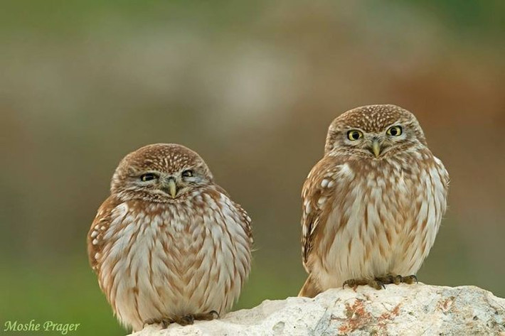  Rất gắn bó với lãnh thổ. Một cặp cú có thể sử dụng cùng khu vực làm tổ nhiều năm liền. Ảnh: Pinterest.