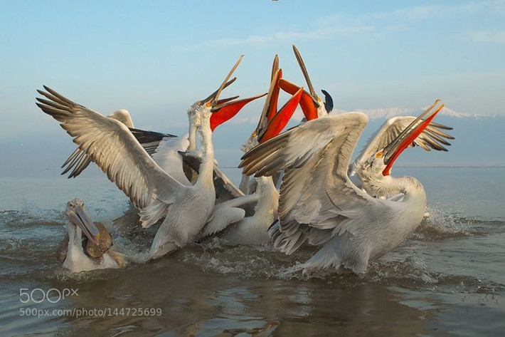  Kỹ năng săn mồi theo nhóm hiếm thấy. Nhiều loài bồ nông nước ngọt săn cá theo bầy, cùng nhau xua đàn cá vào vùng nước nông rồi đồng loạt múc mồi. Chiến thuật phối hợp này cho thấy mức độ xã hội cao, khác biệt với lối săn mồi đơn lẻ của nhiều loài chim khác. Ảnh: Pinterest.