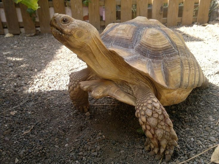  Mai có vân sừng nổi rất đặc trưng. Các tấm vảy sừng trên mai phồng lên thành hình kim tự tháp đẹp mắt. Ảnh: Pinterest.