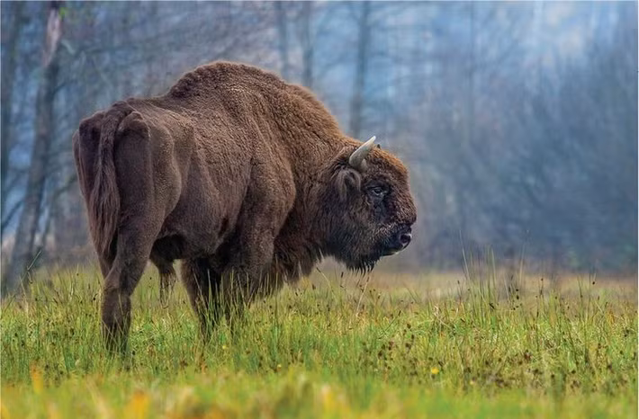  Nơi sinh sống của bò rừng châu Âu. Khu rừng là nơi trú ngụ của bò rừng châu Âu – loài thú trên cạn lớn nhất châu Âu từng suýt tuyệt chủng nhưng đã được phục hồi thành công. Ảnh: Pinterest.