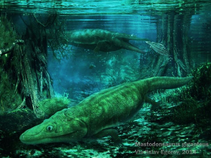Tên gọi nghĩa là “thằn lằn răng chóp”. Tên Mastodonsaurus bắt nguồn từ tiếng Hy Lạp, mô tả những chiếc răng nhọn hình nón đặc trưng. Ảnh: Pinterest.