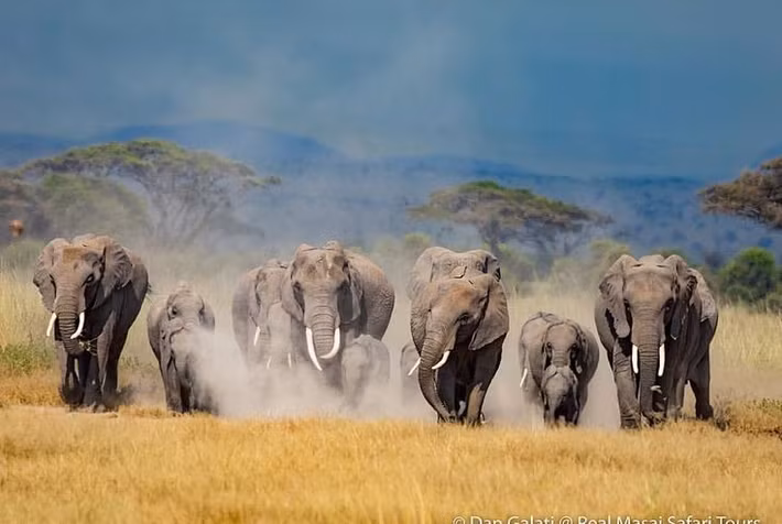  Là phòng thí nghiệm tự nhiên cho nghiên cứu voi. Nhiều dự án khoa học dài hạn tại Amboseli đã cung cấp dữ liệu quan trọng về hành vi và xã hội học của voi. Ảnh: Pinterest.