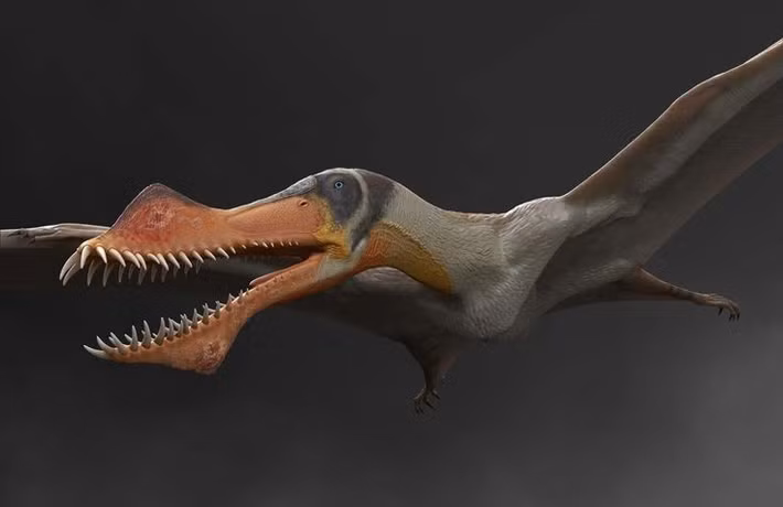  Thuộc nhóm bò sát bay pterosaur. Anhanguera là một chi bò sát bay thuộc nhóm Pterosauria, sống vào kỷ Phấn Trắng sớm. Dù thường được gọi là “khủng long bay”, pterosaur thực ra là một nhánh bò sát khác, cùng thời nhưng không thuộc nhóm khủng long thực sự. Ảnh: Pinterest.