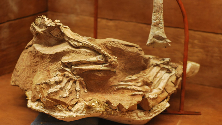  Hóa thạch được bảo tồn gần như nguyên vẹn. Bộ xương Seitaad được phát hiện trong tư thế cuộn mình, cho thấy nó có thể đã bị chôn sống bởi một trận sạt cát đột ngột, giúp bảo tồn cấu trúc cơ thể rất rõ ràng. Ảnh: natgeofe.com.