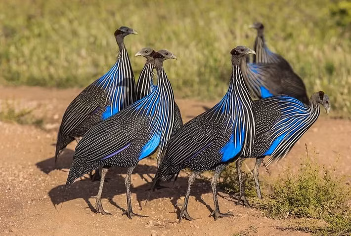  Bộ lông xanh lam ánh kim độc đáo. Phần thân của gà sao kền kền phủ lớp lông xanh lam đậm, điểm xuyết các chấm trắng nhỏ li ti như chuỗi hạt ngọc. Khi ánh nắng chiếu vào, bộ lông này ánh lên sắc kim loại rực rỡ rất bắt mắt. Ảnh: Pinterest.