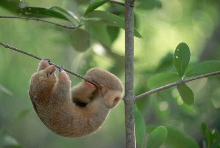  Thị lực kém nhưng khứu giác nhạy. Mắt của Cyclopes didactylus khá nhỏ, thị lực hạn chế, nhưng khứu giác lại phát triển mạnh, cho phép chúng phát hiện tổ côn trùng ẩn sâu trong vỏ cây hoặc lá mục. Ảnh: Pinterest.