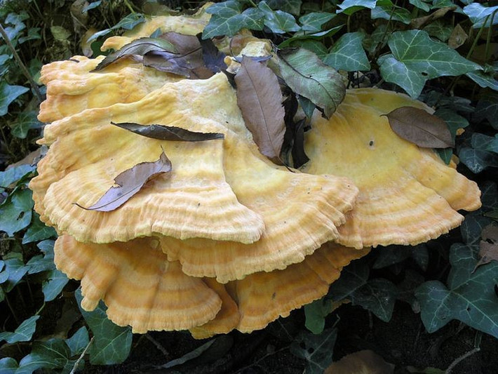  Vai trò quan trọng trong hệ sinh thái rừng. Bằng cách phân hủy gỗ, nấm gà rừng góp phần tái chế chất hữu cơ và duy trì vòng tuần hoàn dinh dưỡng trong rừng. Dù ký sinh, nó vẫn giữ vị trí quan trọng trong cân bằng sinh thái. Ảnh: Pinterest.