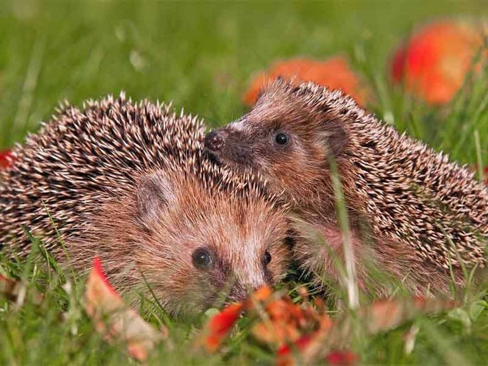  Đã xuất hiện trên Trái Đất hàng chục triệu năm. Tổ tiên của nhím gai đã tồn tại từ khoảng 15–20 triệu năm trước. Dù trải qua nhiều biến đổi khí hậu và môi trường, nhóm động vật nhỏ bé này vẫn tồn tại đến ngày nay với hình dáng đặc trưng gần như không thay đổi nhiều. Ảnh: Pinterest.