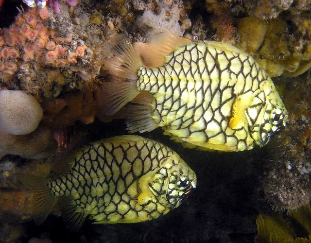  Sống ở độ sâu lớn và môi trường tối. Loài cá này thường được phát hiện ở độ sâu từ 200 đến hơn 1.000 mét, nơi ánh sáng gần như không còn và nhiệt độ rất thấp. Ảnh: Pinterest.