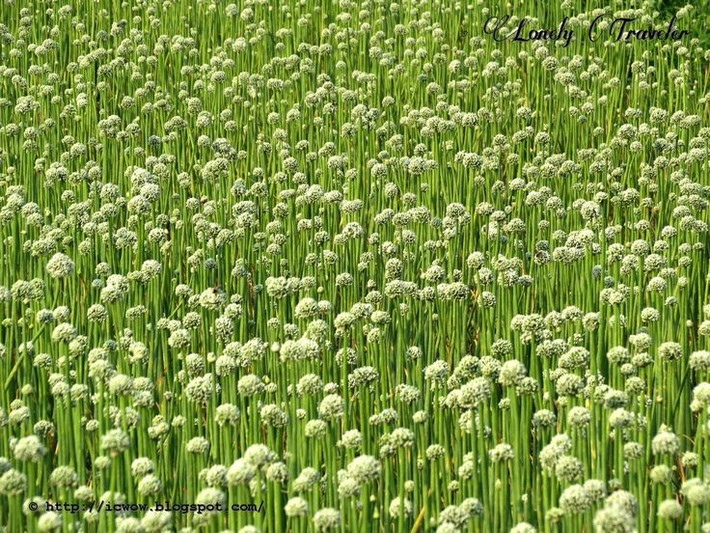  Được trồng rộng khắp thế giới. Allium cepa thích nghi tốt với nhiều vùng khí hậu khác nhau và là một trong những loại rau gia vị có sản lượng cao nhất toàn cầu, đóng vai trò quan trọng trong nông nghiệp và ẩm thực. Ảnh: Pinterest.