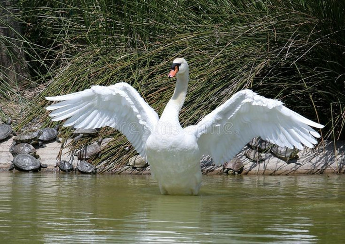 Thiên nga là tài sản của hoàng gia. Ở Anh, mọi con thiên nga hoang dã đều được xem là tài sản của Nhà vua hoặc Nữ hoàng. Ảnh: Pinterest.