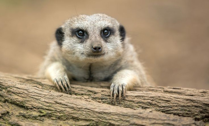  Mắt của chúng có “kính râm tự nhiên”. Vòng lông đen quanh mắt giúp giảm bớt ánh sáng gay gắt của mặt trời sa mạc, cải thiện tầm nhìn. Ảnh: Pinterest.