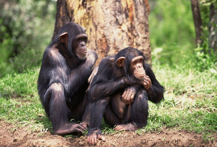  Chúng có hành vi săn mồi tập thể. Các con đực phối hợp để săn khỉ colobus – thể hiện sự lên kế hoạch và chia sẻ lợi ích như con người cổ xưa. Ảnh: Pinterest.