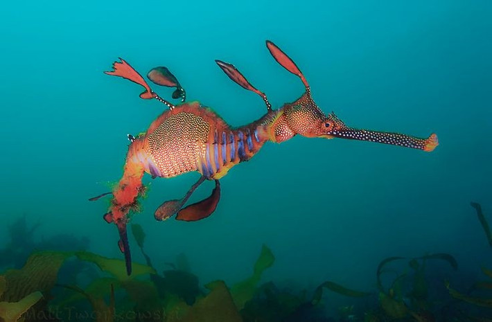  Chúng chỉ sống ở vùng nước lạnh. Cá hải long cỏ thường xuất hiện ở các vùng biển ôn đới phía nam Australia, nơi nhiệt độ thấp và dòng chảy nhẹ. Ảnh: Pinterest.