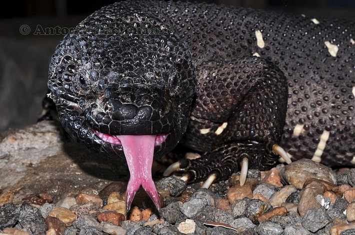  Là một trong số ít thằn lằn có nọc độc. Nọc độc của thằn lằn hạt cườm Mexico gây đau dữ dội nhưng hiếm khi gây chết người. Ảnh: Pinterest.