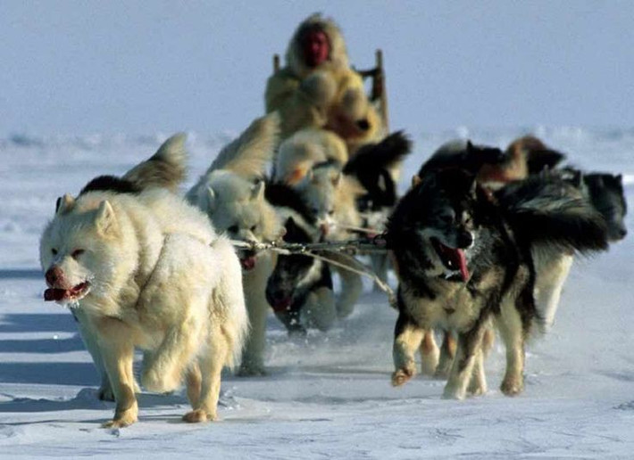  Khả năng định hướng tuyệt vời trên địa hình băng giá. Họ dựa vào kinh nghiệm và dấu hiệu tự nhiên để di chuyển an toàn giữa bốn bề băng tuyết. Ảnh: Pinterest.