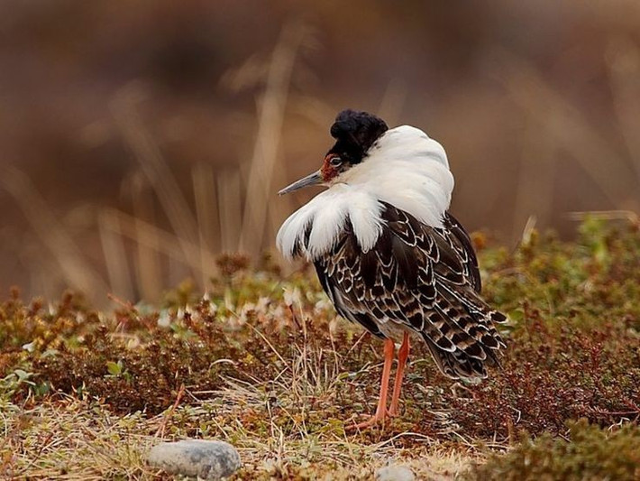  Phân bố rộng khắp Âu – Á. Chim dẽ lớn sinh sản ở Bắc Âu và Siberia, sau đó di cư xuống châu Phi, Nam Á hoặc Tây Âu để tránh mùa đông khắc nghiệt. Ảnh: Pinterest.