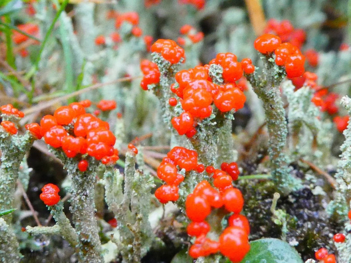  Loài này mọc trên gỗ mục và đất chua. Chúng thường được tìm thấy trong rừng thông ẩm hoặc đầm lầy than bùn. Ảnh: indicia.org.uk.