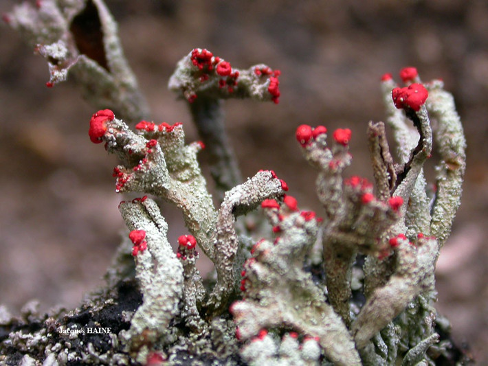  Địa y que diêm được nhiều nhiếp ảnh gia yêu thích. Màu đỏ và hình dáng độc đáo khiến chúng trở thành chủ đề ảnh macro phổ biến. Ảnh: lichensmaritimes.org.