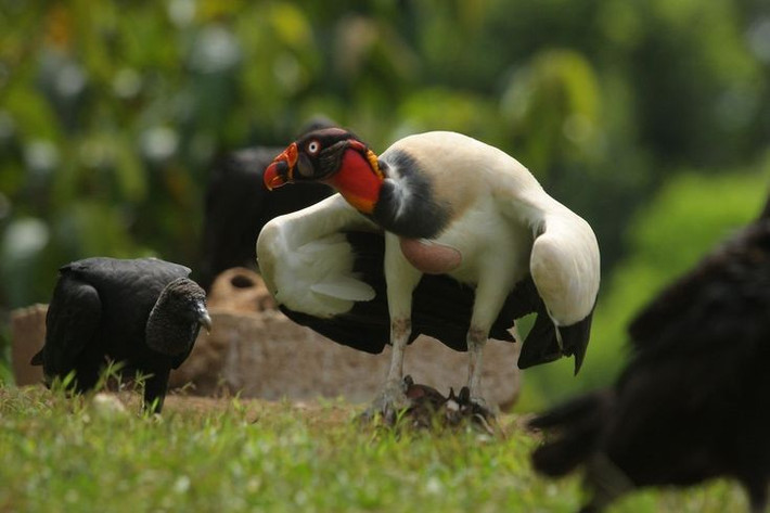  Ít khi phát ra âm thanh. Kền kền vua không có cơ quan tạo tiếng kêu phức tạp, chỉ có thể phát ra tiếng thở mạnh hoặc tiếng “gầm gừ” nhỏ. Ảnh: Pinterest.