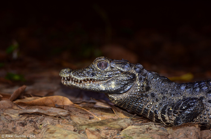  Thích các đầm lầy âm u. Chúng sống trong những vùng nước tối, tĩnh lặng của rừng nhiệt đới châu Phi, nơi ánh sáng khó lọt vào. Ảnh: edgeofexistence.org.