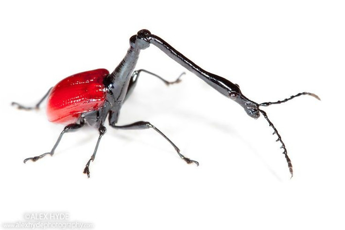  Chủ yếu dùng cổ để làm tổ. Không phải để chiến đấu, chiếc cổ dài giúp con đực cuộn lá lại và khâu thành tổ bảo vệ trứng. Ảnh: Pinterest.