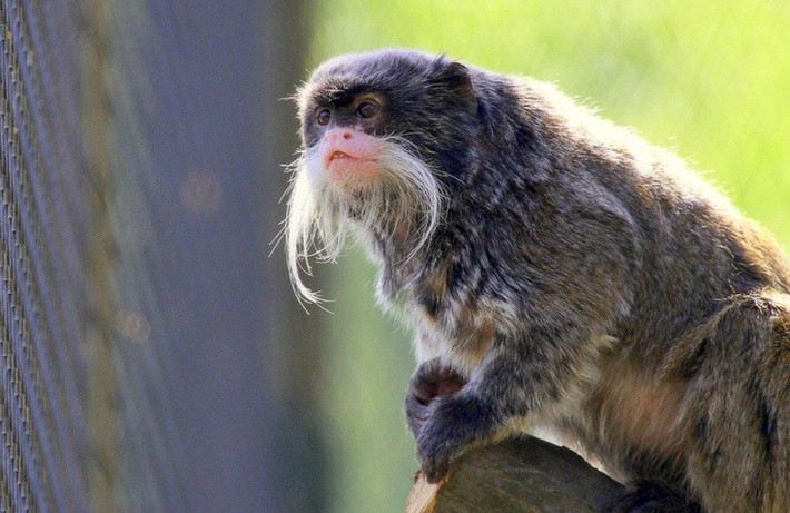  Sử dụng âm thanh để giao tiếp trong rừng rậm. Khỉ vuốt hoàng đế phát ra nhiều loại tiếng kêu khác nhau nhằm cảnh báo nguy hiểm, giữ liên lạc với đồng loại hoặc xác định lãnh thổ giữa các nhóm. Ảnh: Pinterest.