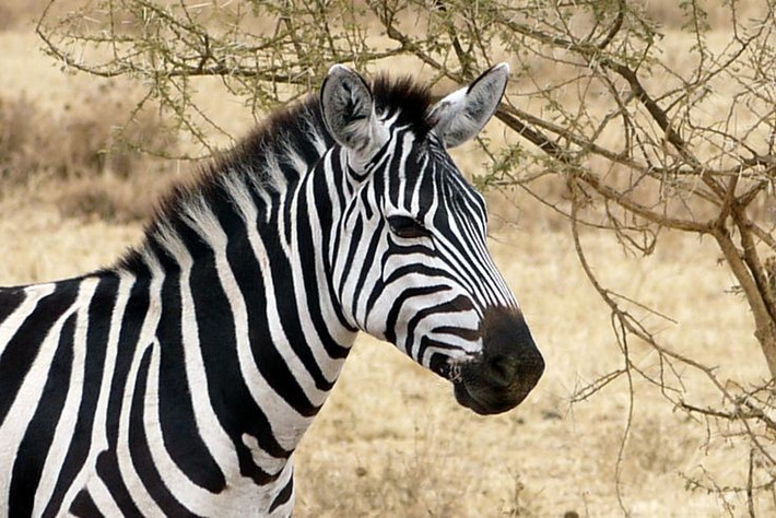  Những nỗ lực thuần hóa thất bại. Trong thời kỳ thuộc địa, một số nhà thám hiểm châu Âu từng thử huấn luyện ngựa vằn kéo xe hoặc cưỡi, nhưng kết quả hạn chế và nguy cơ tai nạn cao, không thể phổ biến. Ảnh: Pinterest.