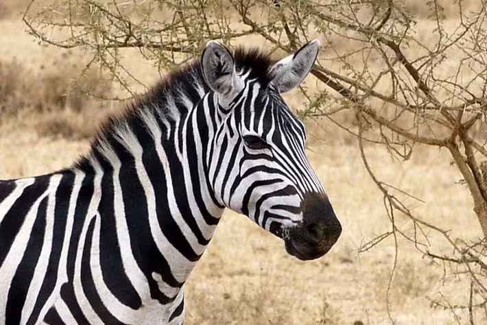  Những nỗ lực thuần hóa thất bại. Trong thời kỳ thuộc địa, một số nhà thám hiểm châu Âu từng thử huấn luyện ngựa vằn kéo xe hoặc cưỡi, nhưng kết quả hạn chế và nguy cơ tai nạn cao, không thể phổ biến. Ảnh: Pinterest.