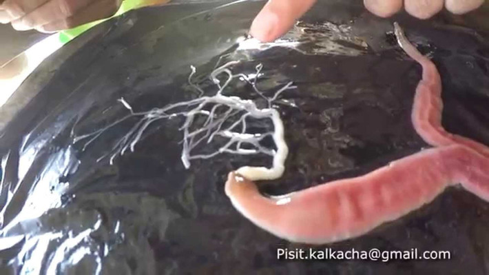  Sở hữu chiếc vòi săn mồi có thể phóng ra ngoài cơ thể. Đặc trưng nổi bật nhất của giun vòi là chiếc vòi dài, co giãn, nằm trong khoang riêng và có thể phóng ra cực nhanh để bắt mồi, quấn chặt con mồi trước khi kéo về miệng. Ảnh: ytimg.com.