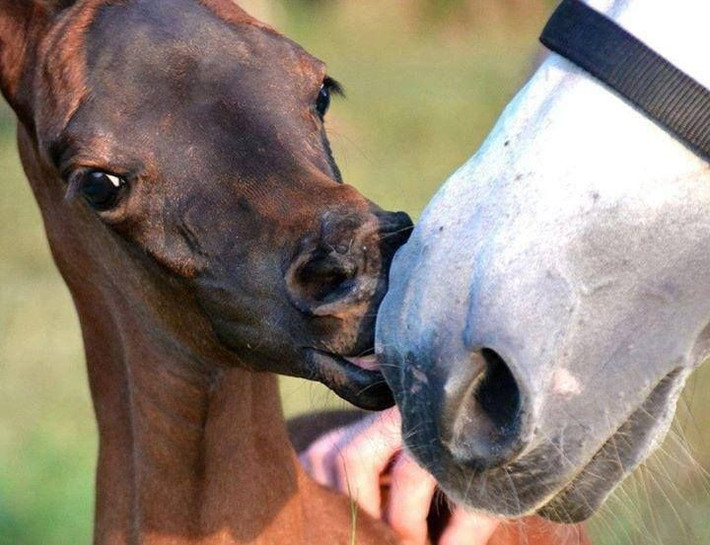  Ảnh hưởng của trí nhớ đến hành vi xã hội. Trong đàn, ngựa ghi nhớ thứ bậc, cá thể thống lĩnh và các mối quan hệ xã hội phức tạp, giúp duy trì trật tự và giảm xung đột trong cộng đồng. Ảnh: Pinterest.