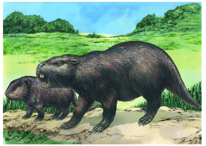  Tên loài vinh danh Joseph Artigas. Ông là anh hùng dân tộc Uruguay, được lấy làm tên khoa học của loài chuột khổng lồ như một sự vinh danh. Ảnh: futurecdn.net.