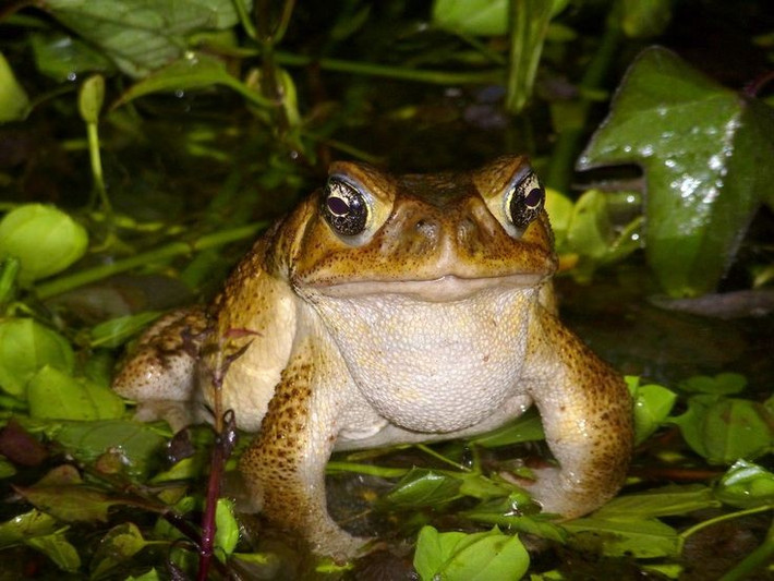  Không có thiên địch hiệu quả tại nơi chúng xâm lấn. Độc tính cao khiến hầu hết động vật ăn thịt không thể tiêu hóa nổi chúng. Ảnh: Pinterest.