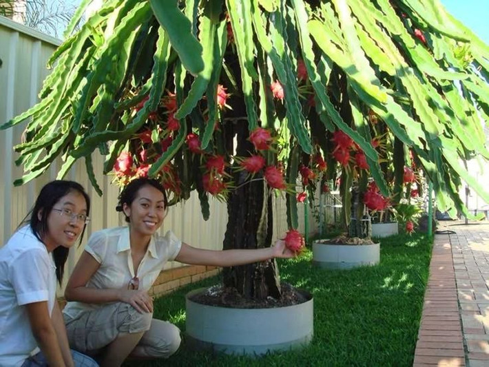  Giá trị kinh tế và ẩm thực. Một số loài xương rồng được dùng làm thực phẩm, như thanh long hay lê gai. Chúng còn được trồng làm cảnh nhờ hình dáng độc đáo và khả năng thích nghi tốt. Ảnh: Pinterest.