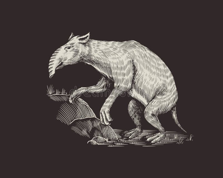  Có thể đã bị tuyệt chủng do con người. Bằng chứng khảo cổ gợi ý chúng biến mất không lâu sau khi người cổ đại đến Australia. Ảnh: dreamstime.com.