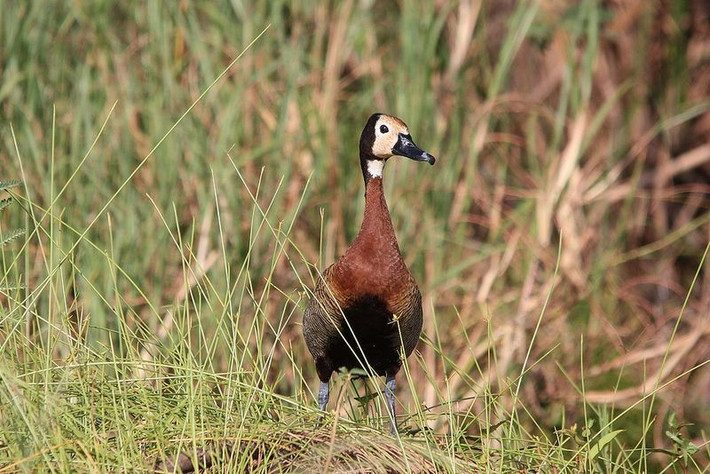  Dáng đứng giống ngỗng hơn vịt. Khác với nhiều loài vịt có thân thấp, le nâu thường có cổ dài và chân khá cao, khiến chúng trông giống ngỗng nhỏ. Khi đứng trên bờ hoặc trong vùng nước nông, chúng giữ thân thẳng và cổ vươn cao, tạo nên dáng vẻ thanh thoát và dễ nhận biết. Ảnh: Pinterest.